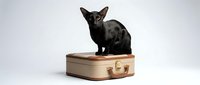 Black Oriental Shorthair cat sitting on vintage beige suitcase against white background, perfect for travel and pet-related designs.