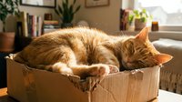 Orange tabby cat sleeping peacefully in cardboard box with warm sunlight streaming through window in cozy home interior with books and plants.