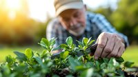 Senior Caucasian man in straw hat pruning green shrubs in backyard garden during golden sunset hour, enjoying retirement hobby in landscaping.