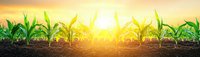 Young corn plants growing in cultivated agricultural field at sunrise, sunlight breaking through green leaves, fertile soil in foreground, panoramic farming view.