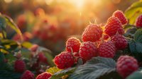 Fresh ripe raspberries growing on bush at sunset, natural organic berries with green leaves in golden sunlight, farm harvest background.