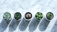 Small potted succulents and plants arranged in white containers on marble surface for home decor and gardening projects.