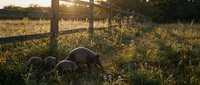Sheep grazing peacefully in golden sunset meadow beside wooden fence, pastoral farm scene with warm evening light filtering through countryside landscape.