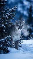 Mountain lion sitting in snowy winter forest with evergreen trees and cold breath visible in frosty air creating dramatic wildlife scene.