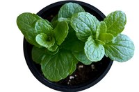 Fresh mint plant growing in black pot viewed from above, showing vibrant green leaves with distinctive texture and veining patterns against dark soil background.