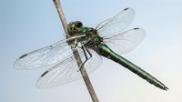 Green dragonfly perched on thin branch against soft blue sky background. Detailed wings and body structure visible for nature and wildlife projects.