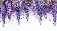 Cascading purple wisteria flowers creating natural border design on white background, blooming spring floral arrangement with delicate hanging clusters.