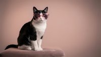Adorable black and white kitten sitting on pink surface against soft pink background. Cute domestic cat with bright eyes for pet care campaigns.