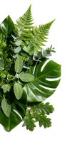 Fresh tropical foliage arrangement featuring fern, monstera, and eucalyptus leaves isolated on white background, ready for design projects and botanical compositions.