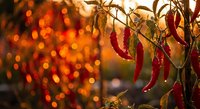 Autumn foliage with vibrant red and orange leaves illuminated by warm golden sunlight creating bokeh background for seasonal nature photography.