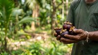 Farmer holding freshly harvested ginger root in hands over tropical garden background, agricultural produce and organic farming concept for food industry and culinary use.