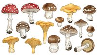 Collection of hand-drawn mushroom varieties including red spotted toadstools, chanterelles, and forest fungi isolated on white background for botanical designs.