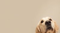 Golden retriever dog looking up with hopeful expression against neutral beige background, copy space for text or advertising content.