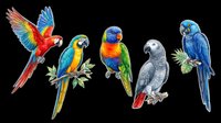 Five colorful parrots isolated on transparent background, including macaws and grey parrot, ready for t-shirt design, stickers, clipart, and print on demand use.