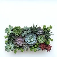 Assorted succulent plants arrangement in rectangular planter on white background for home decor and gardening projects.