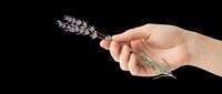 Hand holding fresh lavender sprigs, isolated on transparent background. Ready for wellness, aromatherapy, and botanical designs, stickers, sublimation, and print on demand projects.