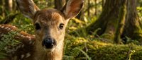 Young white-tailed fawn with spotted coat gazes curiously in a lush green forest, surrounded by ferns and mossy trees in soft natural light.