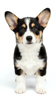 Adorable tricolor corgi puppy sitting on white background, isolated for pet care designs, veterinary materials, and animal lover projects.