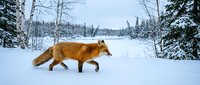 Red fox walking across snowy landscape with frozen lake and evergreen forest in background during winter season.