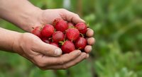 Fresh red raspberries held in cupped hands outdoors with green blurred background, suitable for food, agriculture, and harvest-related projects.