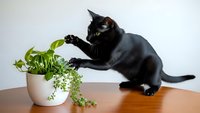Black cat playing with green houseplant in white pot on wooden table, curious feline exploring indoor garden with paws.