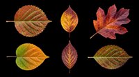 Autumn leaves in various stages of seasonal color change, isolated on transparent background. Ready for clipart, t-shirt design, stickers, print-on-demand products, and sublimation projects.