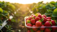 Fresh ripe strawberries in basket at organic farm during golden hour sunset. Agricultural harvest concept for healthy eating and farming.