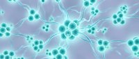 Microscopic nerve cells with glowing nuclei and extending dendrites on purple background for medical education and neuroscience research presentations.