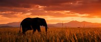 Majestic African elephant silhouette grazing in golden savanna grassland during dramatic orange sunset with mountain ranges in background for wildlife conservation.