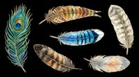 Colorful feather collection isolated on transparent background, ready for t-shirt design, clipart, stickers, sublimation and print-on-demand projects.