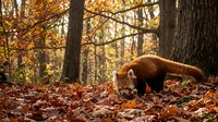 Red panda walking through autumn forest with golden foliage and fallen leaves on woodland floor during fall season.