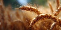 Golden wheat ears in warm sunlight close up with soft bokeh background, agricultural field during harvest season showing ripe cereal crop details.