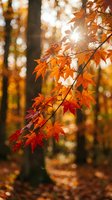 Vibrant orange and red maple leaves illuminated by warm sunlight in autumn forest with golden bokeh background for seasonal nature photography.