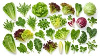 Fresh leafy greens collection featuring lettuce, spinach, arugula, kale and herbs isolated on white background for healthy cooking and nutrition concepts.