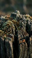 Macro close-up of moss and lichen growing on weathered wood texture with shallow depth of field and natural sunlight. Use for nature, environmental, botanical, and macro photography projects.
