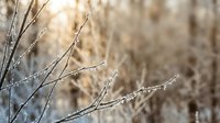 Delicate frost-covered bare branches in soft morning light creating peaceful winter nature scene with warm bokeh background for seasonal designs.