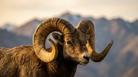 Majestic bighorn sheep ram with curved horns against mountain backdrop during golden hour sunset light creating warm wildlife portrait.