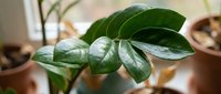 Close-up of glossy green houseplant leaves with water droplets in bright indoor setting with terracotta pots creating natural home decor atmosphere.
