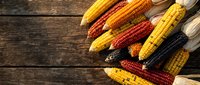 Colorful corn cobs with yellow, red and purple kernels arranged on rustic wooden background. Fresh harvest vegetables for autumn cooking and decoration.