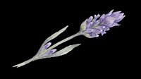 Watercolor lavender sprig with purple blooms, isolated on transparent background. Ready for t-shirt design, stickers, sublimation, print on demand, and clipart use.