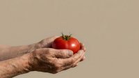 Senior man with weathered hands holding fresh ripe red tomato against neutral background, suitable for organic produce, farming, agriculture, and healthy food marketing campaigns.