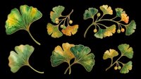 Ginkgo biloba leaves and branches in various stages of seasonal change, isolated on transparent background. Ready for t-shirt design, clipart, stickers, sublimation, and print-on-demand projects.