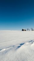 Abandoned farmhouse stands alone in vast snowy winter landscape with bare trees and clear blue sky, suitable for rural, isolation, and seasonal themes.