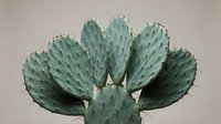 Prickly pear cactus with blue-green paddle-shaped segments and spines against neutral background for botanical and desert themed projects.