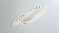 Single white feather on light gray background, soft and delicate texture with detailed barbs and rachis, isolated object for creative design projects.