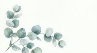 Watercolor eucalyptus branch with soft green leaves on white background, botanical illustration for wedding invitations and natural decor projects.