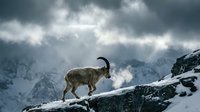 Alpine ibex standing on snowy mountain ridge against dramatic cloudy sky. Wild goat in natural habitat during winter season in high altitude wilderness.