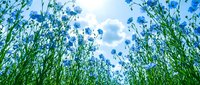 Blue cornflowers blooming in green meadow grass against bright sky with white clouds. Natural wildflower field landscape for spring summer backgrounds.