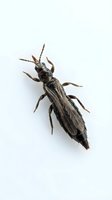 Isolated dark brown winged insect with elongated body and prominent antennae on white background, suitable for educational materials, pest control resources, and design applications.