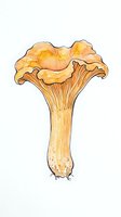 Watercolor illustration of golden chanterelle mushroom with delicate ruffled cap and slender stem, isolated on white background, suitable for culinary design, botanical art, and educational materials.